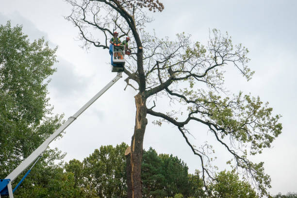  Garfield, NJ Tree Services Pros